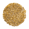 Barley